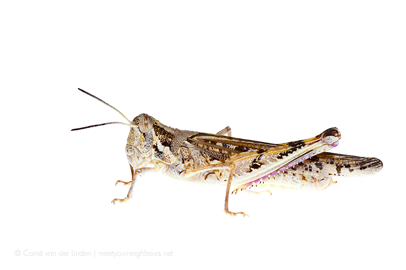 <!--Acrididae, Unidentified grasshopper-->